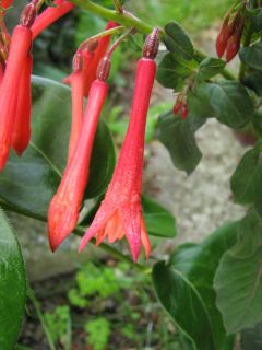 Fuchsia Thalia 02