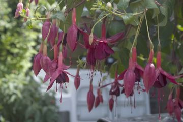 Fuchsia The Boys 01