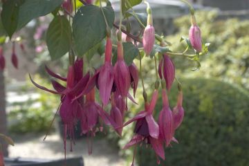 Fuchsia The Boys 02