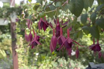 Fuchsia The Boys 03