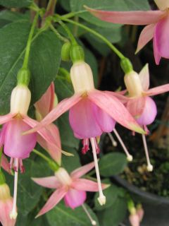 Fuchsia Thomas Berge 01