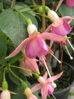 Fuchsia Thomas Berge 02