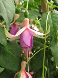 Fuchsia Thomas Berge 03