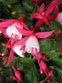 Fuchsia Tinny 01