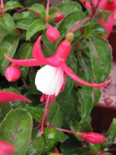 Fuchsia Tinny 02