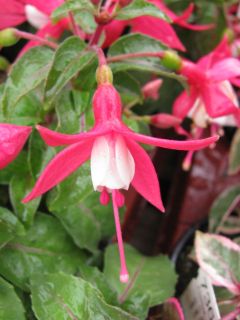 Fuchsia Tinny 03