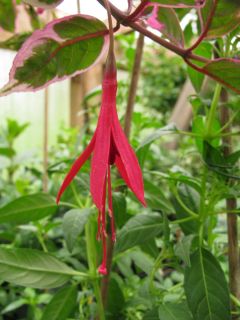 Fuchsia Tom West 01