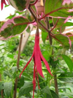 Fuchsia Tom West 02