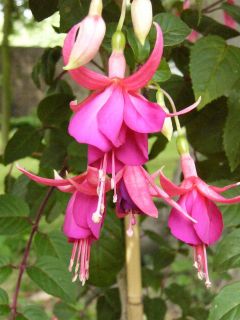 Fuchsia Top Score 01