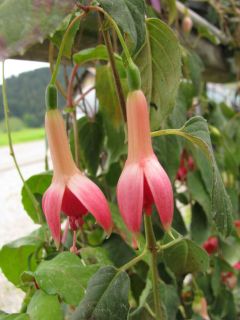 Fuchsia Trailing King 01