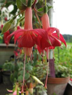 Fuchsia Trailing King 03