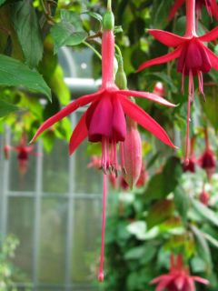 Fuchsia Trailing Queen 01