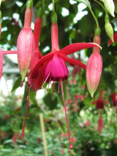 Fuchsia Trailing Queen 02