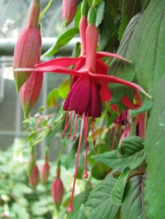 Fuchsia Trailing Queen03