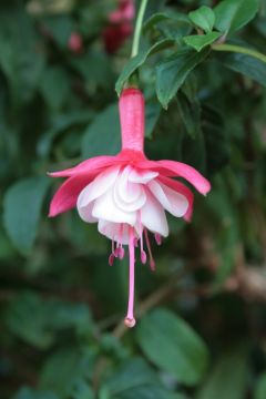 Fuchsia Trase 01