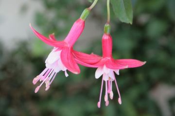 Fuchsia Trase 02