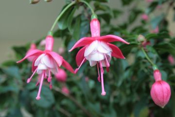 Fuchsia Trase 03