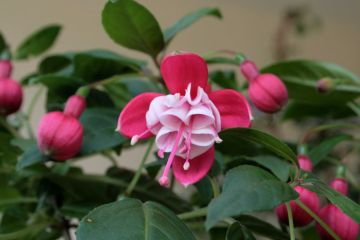 Fuchsia Trase 06