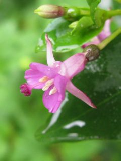 Fuchsia Trientje 03