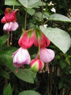 Fuchsia Tristesse 01