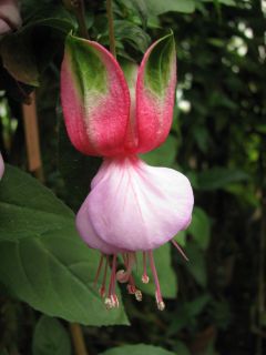 Fuchsia  Tristesse 02