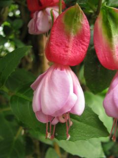 Fuchsia Tristesse 03