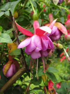 Fuchsia Tristesse 05