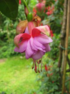 Fuchsia Tristesse 06