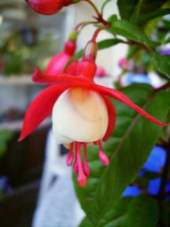 Fuchsienbild Unbekannt 01