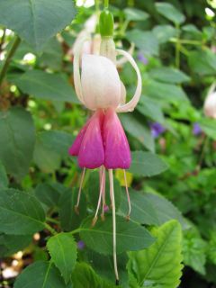 Fuchsienbild Urmele 02