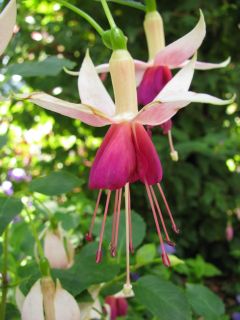 Fuchsienbild Urmele 03