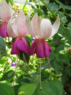 Fuchsienbild Urmele 04