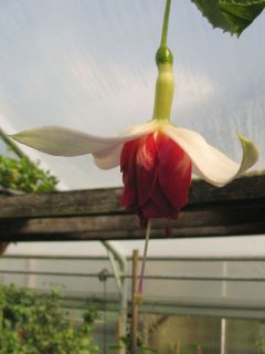 Fuchsia Veenlust 01