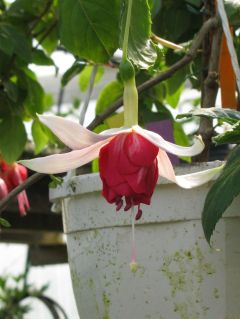 Fuchsia Veenlust 02