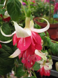 Fuchsia Veenlust 04