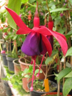 Fuchsia Victor Hugo 01