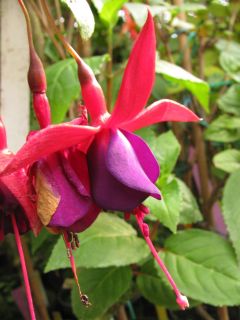 Fuchsia Victor Hugo 02