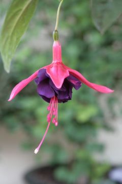 Fuchsia Victoria Sardou 01