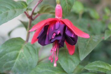 Fuchsia Victoria Sardou 02