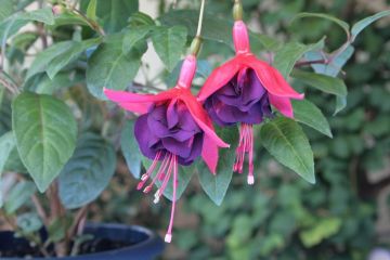 Fuchsia Victoria Sardou 03