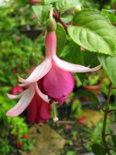 Fuchsia Vida Jannie 01