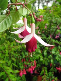 Fuchsia Vida Jannie 02