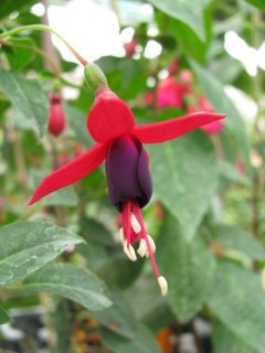 Fuchsia Vielliebchen 01