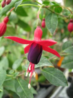 Fuchsia Vielliebchen 02