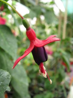 Fuchsia Vielliebchen 03