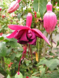 Fuchsia Vignero Louis 01