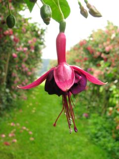 Fuchsia Vignero Louis 02