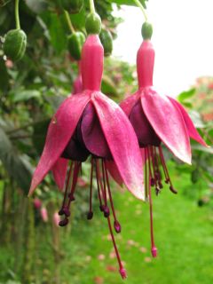 Fuchsia Vignero Louis 03