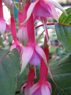 Fuchsia Vincent van Gogh 01