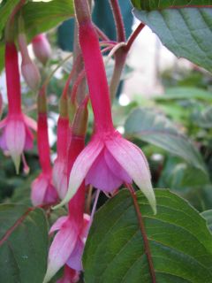 Fuchsia Vincent van Gogh 02